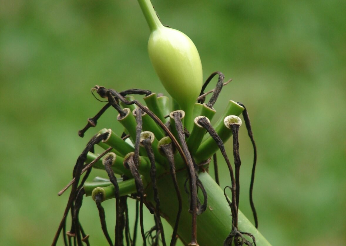 அரும்புகள்