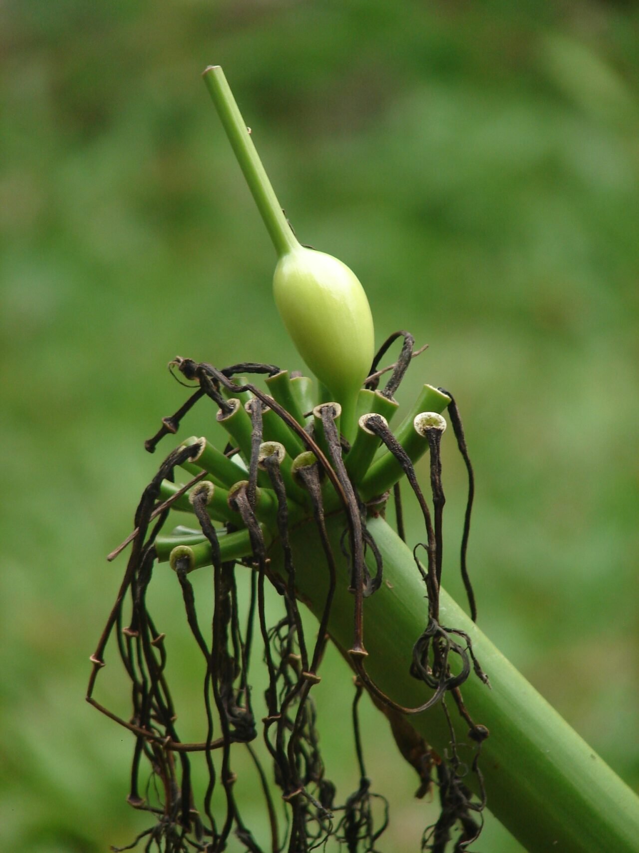 அரும்புகள்