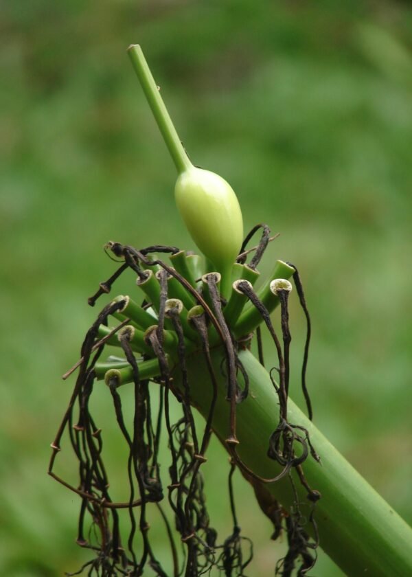 அரும்புகள்